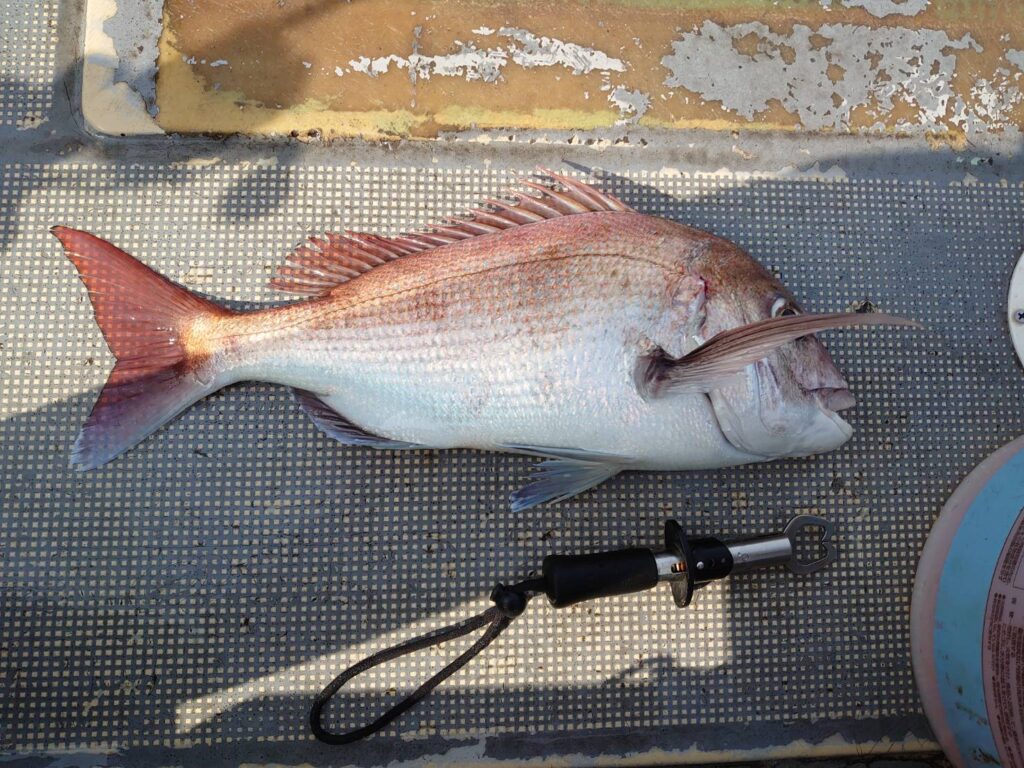 鯛釣り 釣具のビッグウェーブ 鯛釣り 釣具のビッグウェーブ