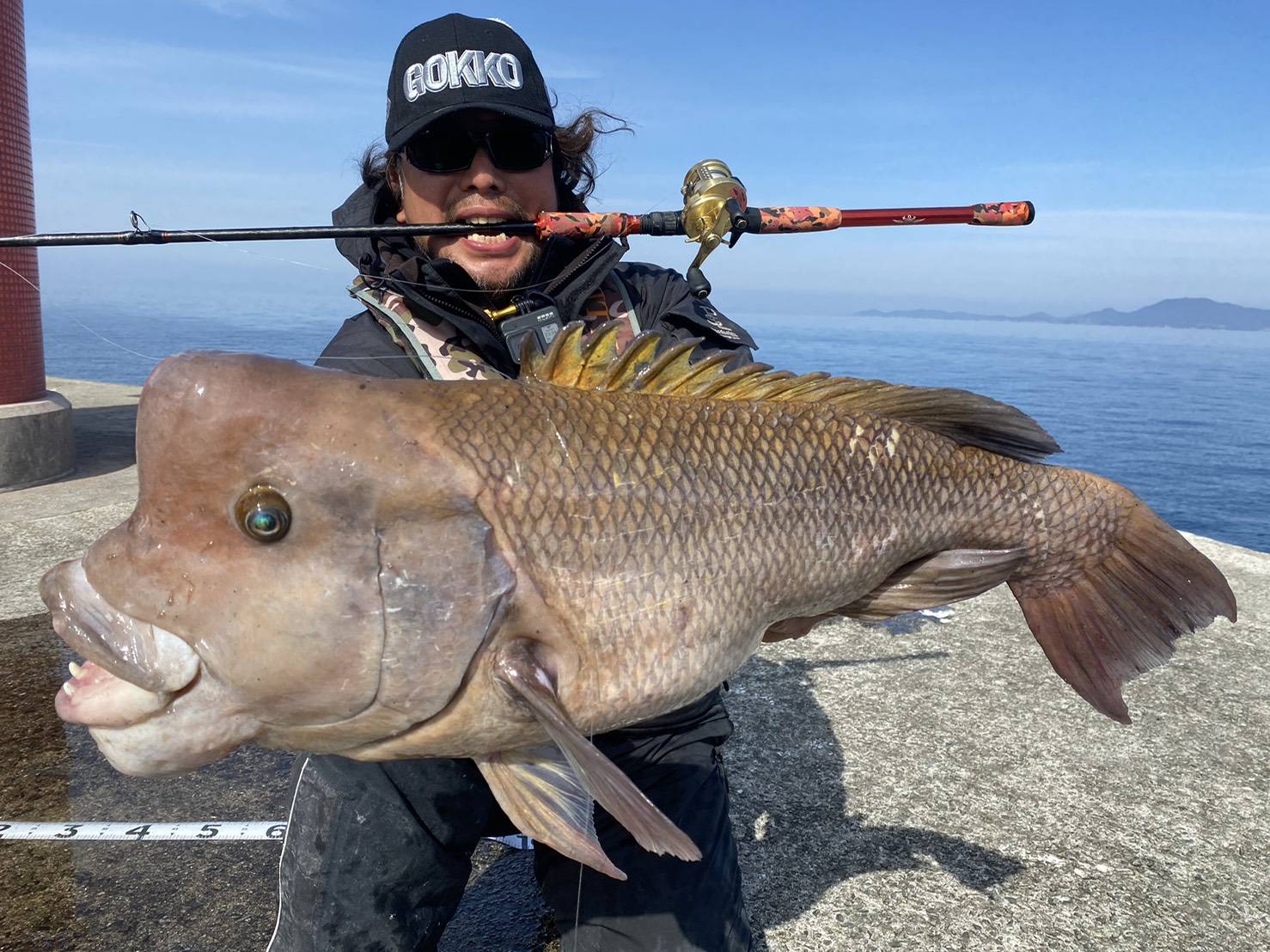 コブダイ王 釣具のビッグウェーブ コブダイ王 釣具のビッグウェーブ